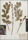 Foto von Salix myrsinifolia Salisb.